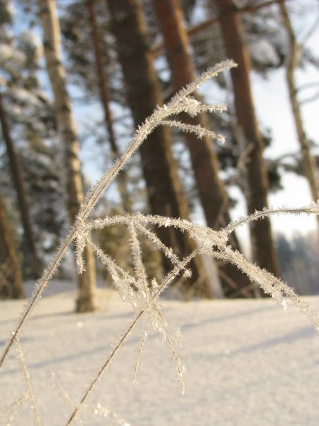 18559_240602178228_1354263_n