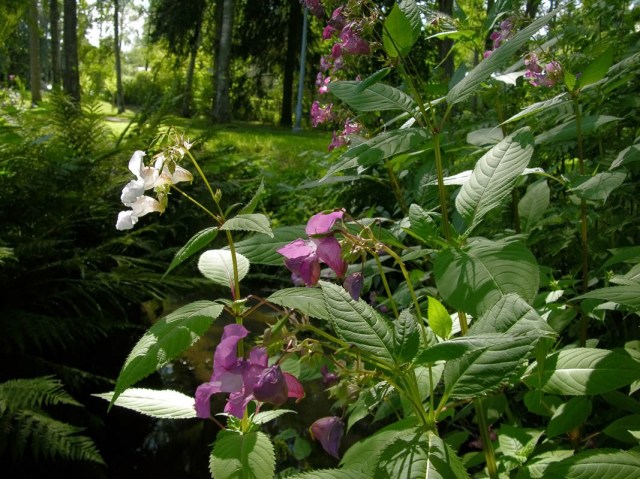 (C) Jouko Lehmuskallio,Luontoportti.fi.